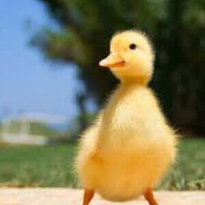 Meet your Posher, Frankie